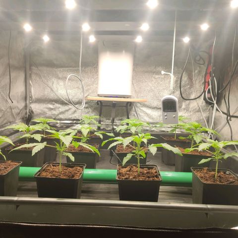 Sweet Amnesia Haze growlog timeline photo
