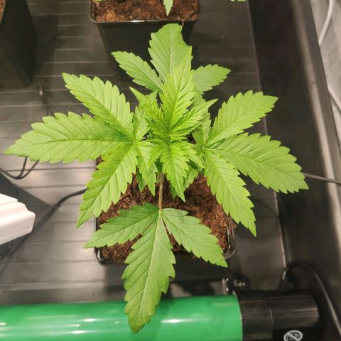 Sweet Amnesia Haze growlog timeline photo