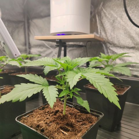 Sweet Amnesia Haze growlog timeline photo