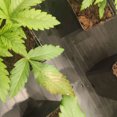 Sweet Amnesia Haze growlog timeline photo