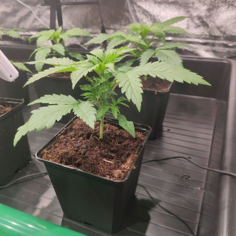 Sweet Amnesia Haze growlog timeline photo