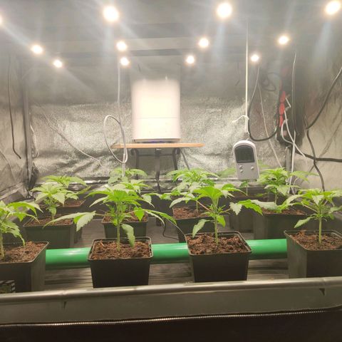 Sweet Amnesia Haze growlog timeline photo