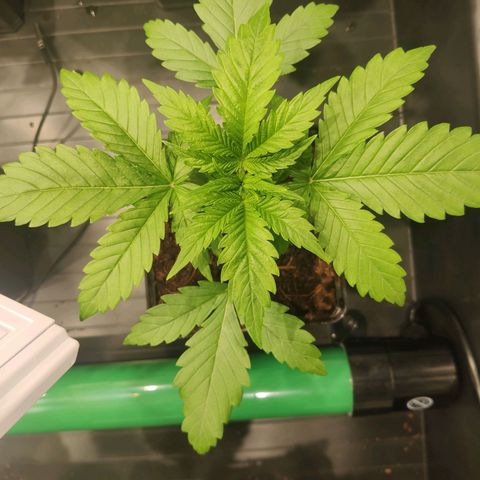Sweet Amnesia Haze growlog timeline photo