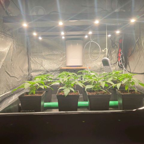 Sweet Amnesia Haze growlog timeline photo