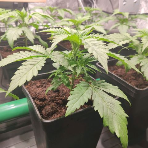 Sweet Amnesia Haze growlog timeline photo