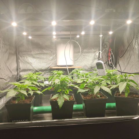 Sweet Amnesia Haze growlog photo: Salen más manchas amarillas en las hojas de la planta. Por ahora sólo hay dos con esas manchas. Amarilleamineto en algunas plantas. Posible exceso de agua. Se rego dos días seguidos. Dejaré sin regar dos días más y esperaré resultados. También puede ser falta de CalMag. 