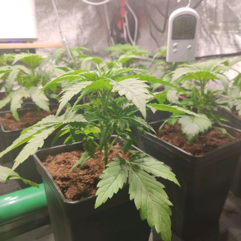 Sweet Amnesia Haze growlog photo: Salen más manchas amarillas en las hojas de la planta. Por ahora sólo hay dos con esas manchas. Amarilleamineto en algunas plantas. Posible exceso de agua. Se rego dos días seguidos. Dejaré sin regar dos días más y esperaré resultados. También puede ser falta de CalMag. 
