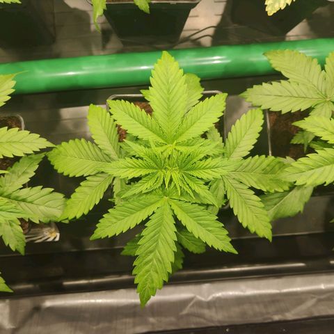 Sweet Amnesia Haze growlog photo: Salen más manchas amarillas en las hojas de la planta. Por ahora sólo hay dos con esas manchas. Amarilleamineto en algunas plantas. Posible exceso de agua. Se rego dos días seguidos. Dejaré sin regar dos días más y esperaré resultados. También puede ser falta de CalMag. 