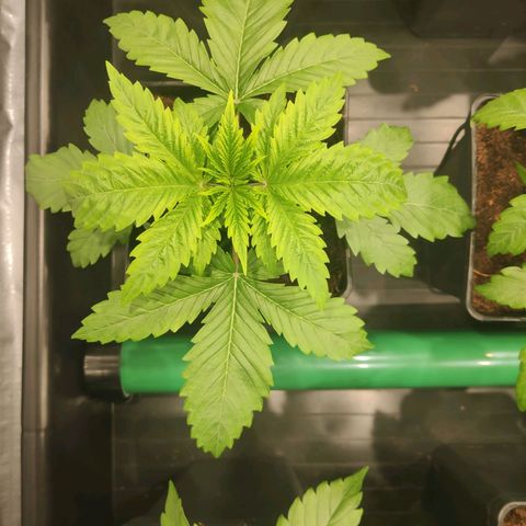 Sweet Amnesia Haze growlog photo: Salen más manchas amarillas en las hojas de la planta. Por ahora sólo hay dos con esas manchas. Amarilleamineto en algunas plantas. Posible exceso de agua. Se rego dos días seguidos. Dejaré sin regar dos días más y esperaré resultados. También puede ser falta de CalMag. 