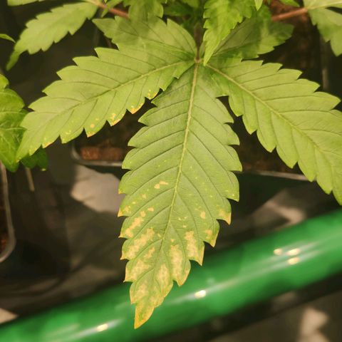 Sweet Amnesia Haze growlog photo: Salen más manchas amarillas en las hojas de la planta. Por ahora sólo hay dos con esas manchas. Amarilleamineto en algunas plantas. Posible exceso de agua. Se rego dos días seguidos. Dejaré sin regar dos días más y esperaré resultados. También puede ser falta de CalMag. 