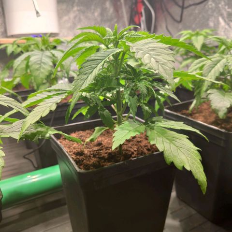 Sweet Amnesia Haze growlog timeline photo