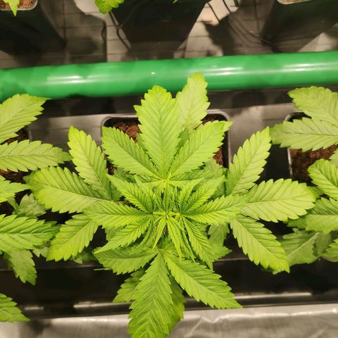 Sweet Amnesia Haze growlog timeline photo