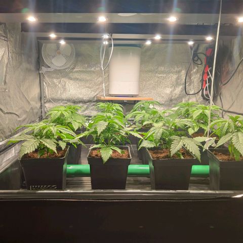 Sweet Amnesia Haze growlog timeline photo