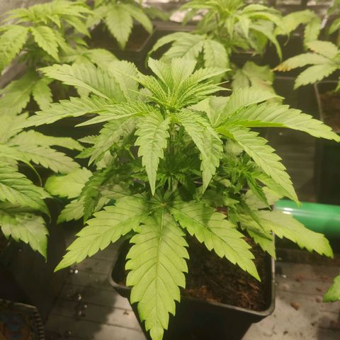 Sweet Amnesia Haze growlog timeline photo