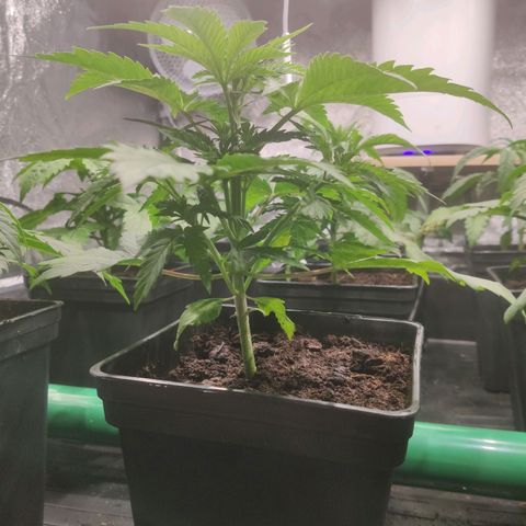Sweet Amnesia Haze growlog timeline photo