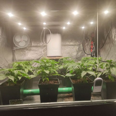 Sweet Amnesia Haze growlog timeline photo