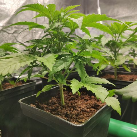 Sweet Amnesia Haze growlog timeline photo
