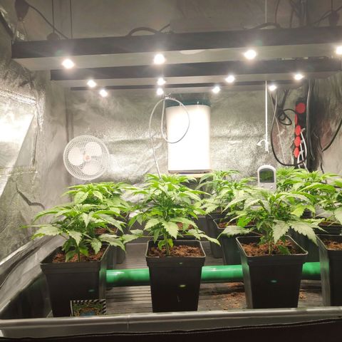 Sweet Amnesia Haze growlog timeline photo