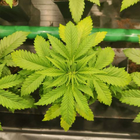 Sweet Amnesia Haze growlog timeline photo