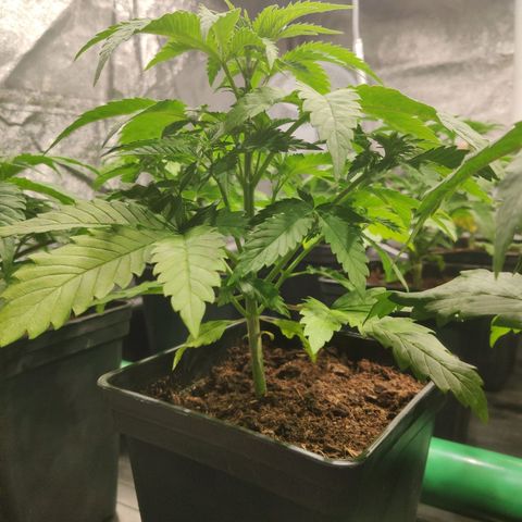 Sweet Amnesia Haze growlog timeline photo
