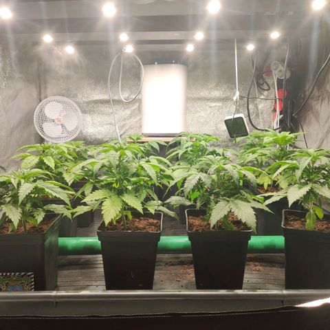 Sweet Amnesia Haze growlog timeline photo