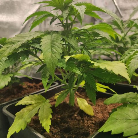 Sweet Amnesia Haze growlog timeline photo
