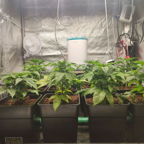 Sweet Amnesia Haze growlog timeline photo
