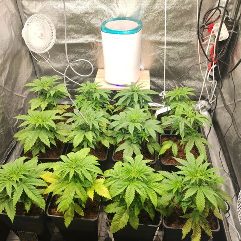 Sweet Amnesia Haze growlog timeline photo