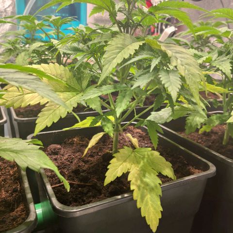 Sweet Amnesia Haze growlog timeline photo