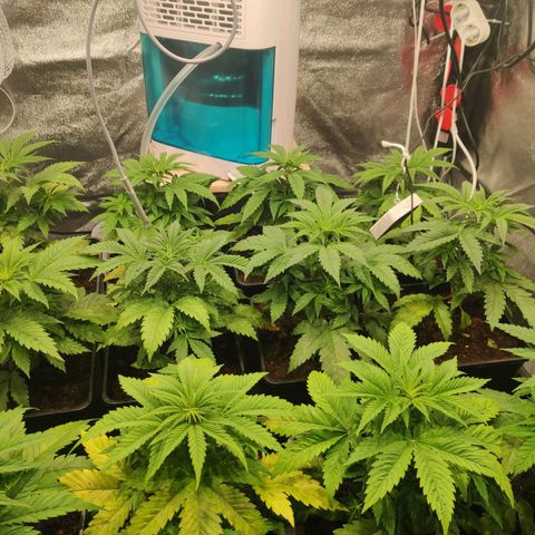 Sweet Amnesia Haze growlog timeline photo
