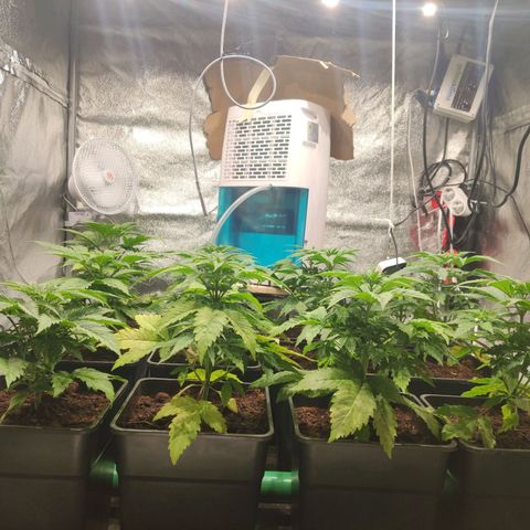 Sweet Amnesia Haze growlog timeline photo
