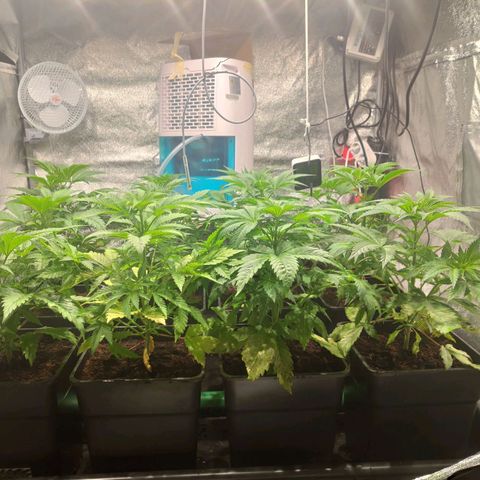 Sweet Amnesia Haze growlog timeline photo