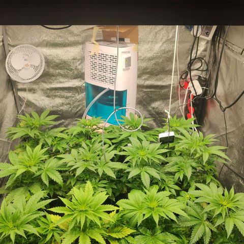 Sweet Amnesia Haze growlog timeline photo