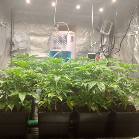 Sweet Amnesia Haze growlog timeline photo