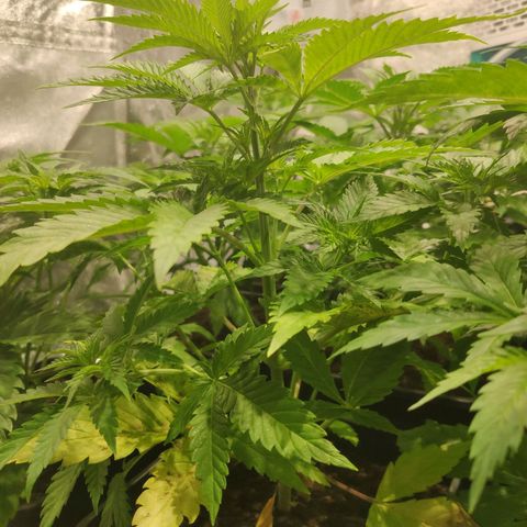 Sweet Amnesia Haze growlog timeline photo