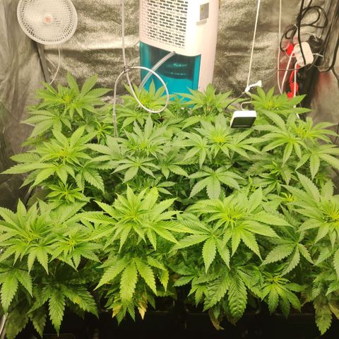 Sweet Amnesia Haze growlog timeline photo