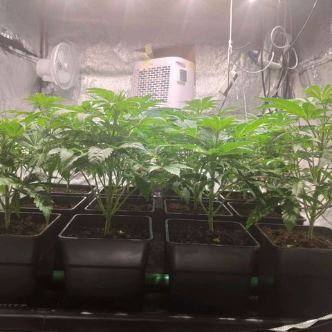 Sweet Amnesia Haze growlog timeline photo