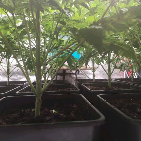 Sweet Amnesia Haze growlog timeline photo