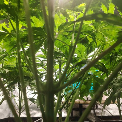 Sweet Amnesia Haze growlog timeline photo