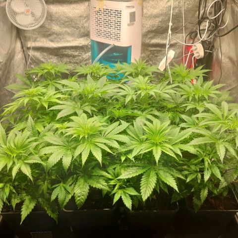 Sweet Amnesia Haze growlog timeline photo