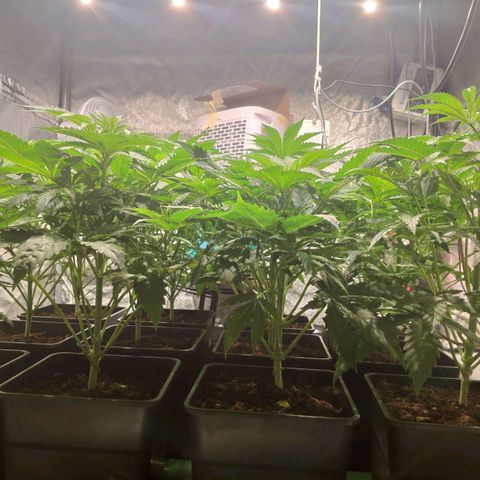 Sweet Amnesia Haze growlog timeline photo