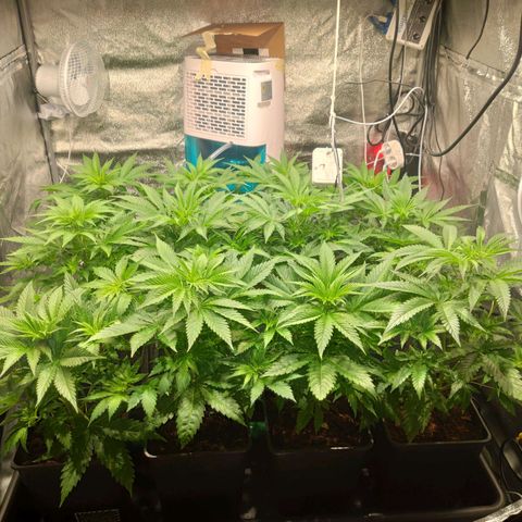 Sweet Amnesia Haze growlog timeline photo