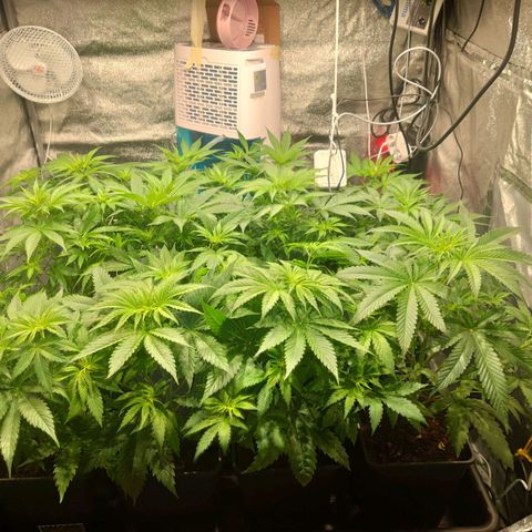 Sweet Amnesia Haze growlog timeline photo