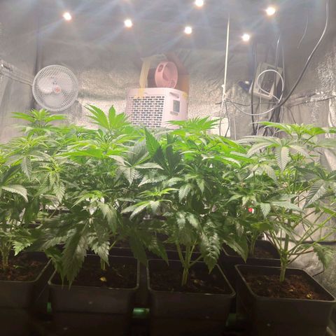 Sweet Amnesia Haze growlog timeline photo