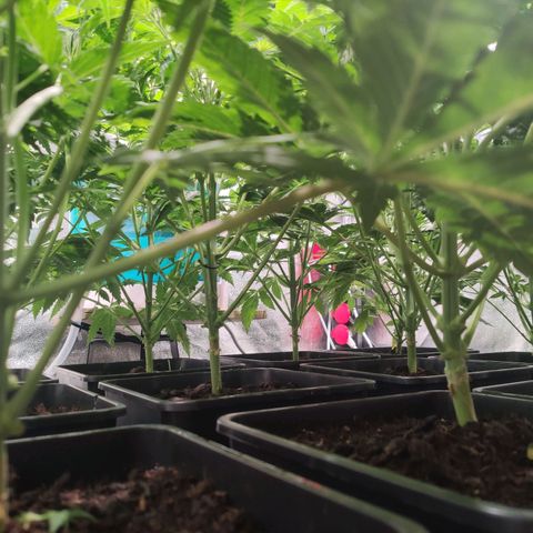 Sweet Amnesia Haze growlog timeline photo