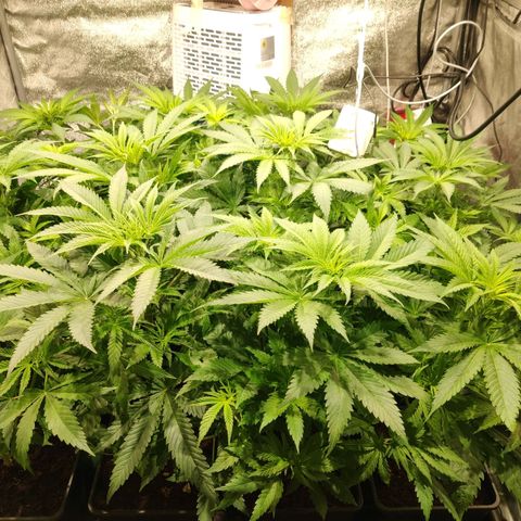 Sweet Amnesia Haze growlog timeline photo