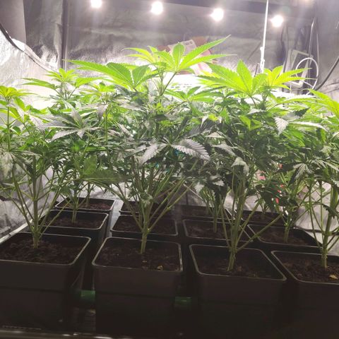 Sweet Amnesia Haze growlog timeline photo