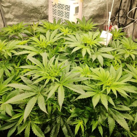 Sweet Amnesia Haze growlog timeline photo