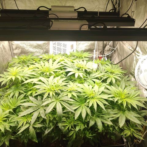 Sweet Amnesia Haze growlog timeline photo