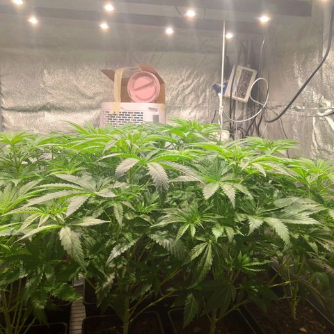 Sweet Amnesia Haze growlog timeline photo